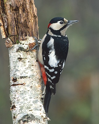dendrocopos_major_3_(marek_szczepanek) Hackspett.jpg